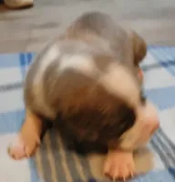 Zachary, a male American Pit Bull Terrier for sale in Luling, TX – Photo 3 of 7