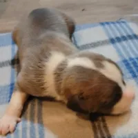 Zachary, a male American Pit Bull Terrier for sale in Luling, TX – Photo 2 of 7