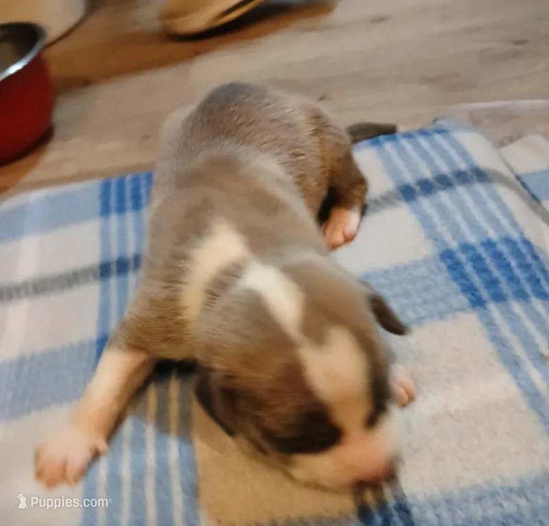 Zachary, a male American Pit Bull Terrier for sale in Luling, TX – Photo 1 of 7