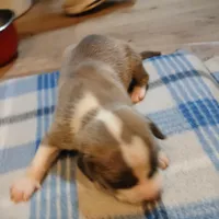 Zachary, a male American Pit Bull Terrier for sale in Luling, TX – Photo 1 of 7