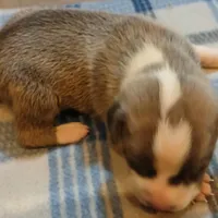 Zachary, a male American Pit Bull Terrier for sale in Luling, TX – Photo 4 of 7