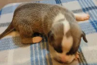 Zachary, a male American Pit Bull Terrier for sale in Luling, TX – Photo 4 of 7