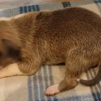 Zachary, a male American Pit Bull Terrier for sale in Luling, TX – Photo 5 of 7