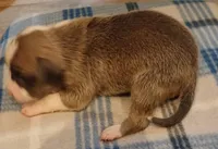 Zachary, a male American Pit Bull Terrier for sale in Luling, TX – Photo 5 of 7