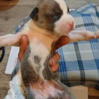 Zachary, a male American Pit Bull Terrier for sale in Luling, TX – Photo 7 of 7