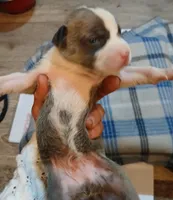 Zachary, a male American Pit Bull Terrier for sale in Luling, TX – Photo 7 of 7