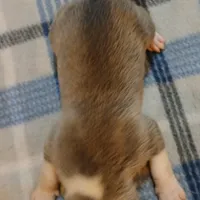 Zachary, a male American Pit Bull Terrier for sale in Luling, TX – Photo 6 of 7