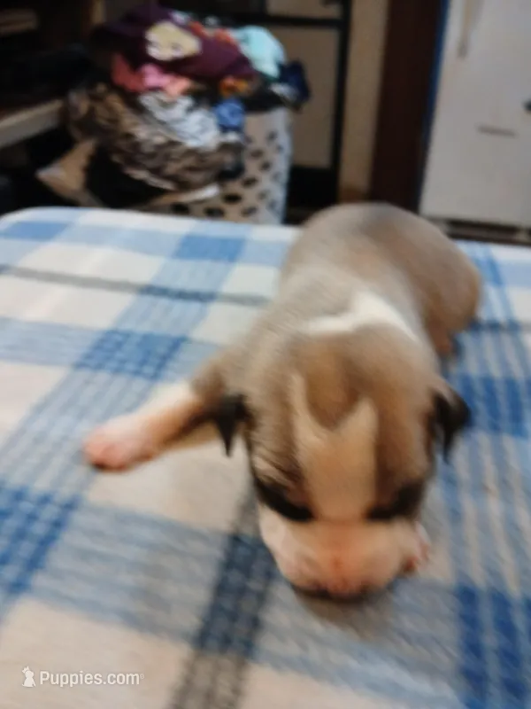 Jennifer, a female American Pit Bull Terrier for sale in Luling, TX – Photo 1 of 7