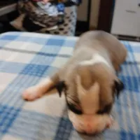 Jennifer, a female American Pit Bull Terrier for sale in Luling, TX – Photo 1 of 7