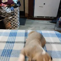 Jennifer, a female American Pit Bull Terrier for sale in Luling, TX – Photo 3 of 7