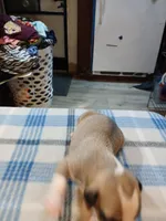 Jennifer, a female American Pit Bull Terrier for sale in Luling, TX – Photo 3 of 7