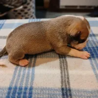 Jennifer, a female American Pit Bull Terrier for sale in Luling, TX – Photo 7 of 7