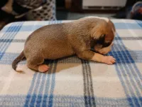 Jennifer, a female American Pit Bull Terrier for sale in Luling, TX – Photo 7 of 7