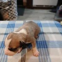 Jennifer, a female American Pit Bull Terrier for sale in Luling, TX – Photo 6 of 7