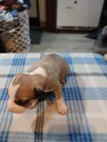 Jennifer, a female American Pit Bull Terrier for sale in Luling, TX – Photo 6 of 7