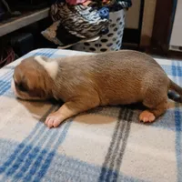 Jennifer, a female American Pit Bull Terrier for sale in Luling, TX – Photo 4 of 7