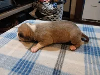 Jennifer, a female American Pit Bull Terrier for sale in Luling, TX – Photo 4 of 7