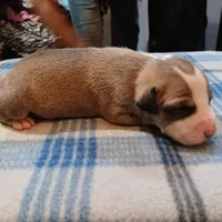 Jennifer, a female American Pit Bull Terrier for sale in Luling, TX – Photo 2 of 7