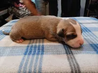 Jennifer, a female American Pit Bull Terrier for sale in Luling, TX – Photo 2 of 7