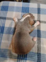 Jennifer, a female American Pit Bull Terrier for sale in Luling, TX – Photo 5 of 7