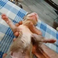 Jolene , a female American Pit Bull Terrier for sale in Luling, TX – Photo 4 of 8