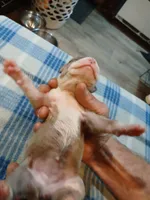 Jolene , a female American Pit Bull Terrier for sale in Luling, TX – Photo 4 of 8