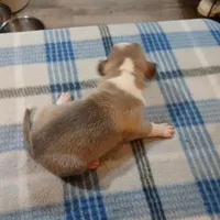 Jolene , a female American Pit Bull Terrier for sale in Luling, TX – Photo 7 of 8