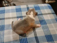 Jolene , a female American Pit Bull Terrier for sale in Luling, TX – Photo 7 of 8