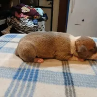 Jolene , a female American Pit Bull Terrier for sale in Luling, TX – Photo 8 of 8