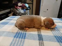 Jolene , a female American Pit Bull Terrier for sale in Luling, TX – Photo 8 of 8