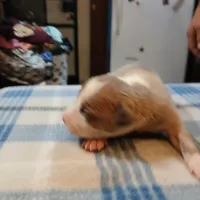 Jolene , a female American Pit Bull Terrier for sale in Luling, TX – Photo 1 of 8