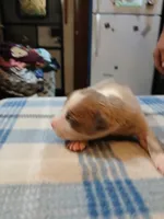 Jolene , a female American Pit Bull Terrier for sale in Luling, TX – Photo 1 of 8