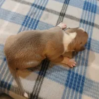 Jolene , a female American Pit Bull Terrier for sale in Luling, TX – Photo 6 of 8