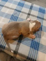 Jolene , a female American Pit Bull Terrier for sale in Luling, TX – Photo 6 of 8