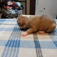 Jolene , a female American Pit Bull Terrier for sale in Luling, TX – Photo 5 of 8