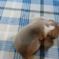 Jolene , a female American Pit Bull Terrier for sale in Luling, TX – Photo 2 of 8