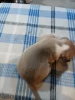 Jolene , a female American Pit Bull Terrier for sale in Luling, TX – Photo 2 of 8