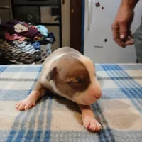 Jolene , a female American Pit Bull Terrier for sale in Luling, TX – Photo 3 of 8