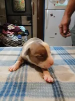 Jolene , a female American Pit Bull Terrier for sale in Luling, TX – Photo 3 of 8