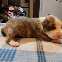 Jacob, a male American Pit Bull Terrier for sale in Luling, TX – Photo 1 of 6