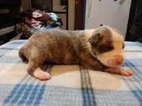 Jacob, a male American Pit Bull Terrier for sale in Luling, TX – Photo 1 of 6