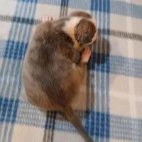 Jacob, a male American Pit Bull Terrier for sale in Luling, TX – Photo 3 of 6