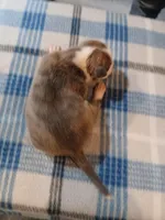 Jacob, a male American Pit Bull Terrier for sale in Luling, TX – Photo 3 of 6