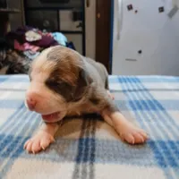 Jacob, a male American Pit Bull Terrier for sale in Luling, TX – Photo 2 of 6