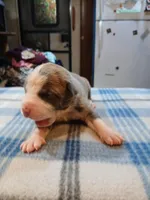 Jacob, a male American Pit Bull Terrier for sale in Luling, TX – Photo 2 of 6