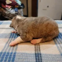 Jacob, a male American Pit Bull Terrier for sale in Luling, TX – Photo 4 of 6