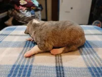 Jacob, a male American Pit Bull Terrier for sale in Luling, TX – Photo 4 of 6