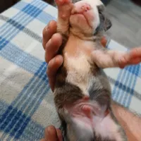 Jacob, a male American Pit Bull Terrier for sale in Luling, TX – Photo 5 of 6