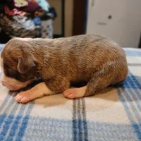 Jacob, a male American Pit Bull Terrier for sale in Luling, TX – Photo 6 of 6