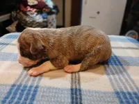 Jacob, a male American Pit Bull Terrier for sale in Luling, TX – Photo 6 of 6